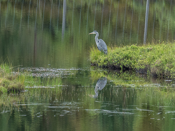 Grey Heron (Ardea cinerea)