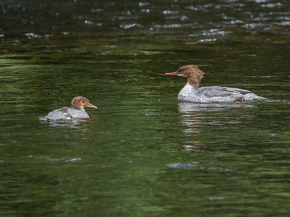 Goosander With Young