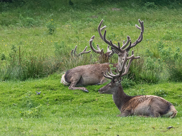 Red Deer Stags