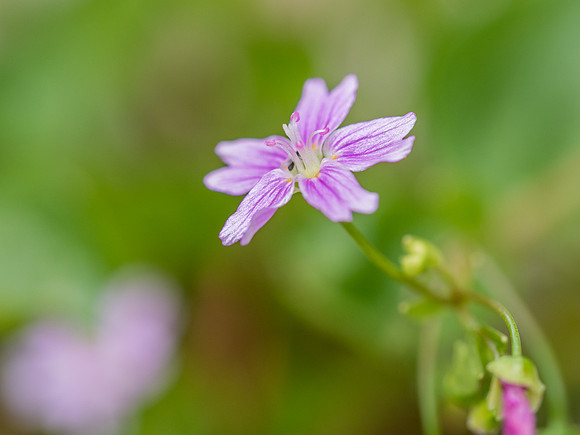Woodland Wildflowers