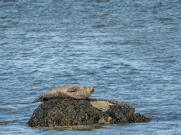 Foulis Ferry Seal