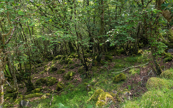Woodland Light