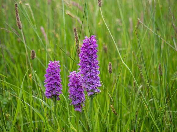 Northern Marsh Orchid (Dactylorhiza purpurella)