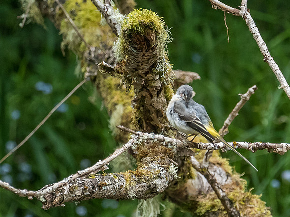 Grey Wagtail (Motacilla cinerea)