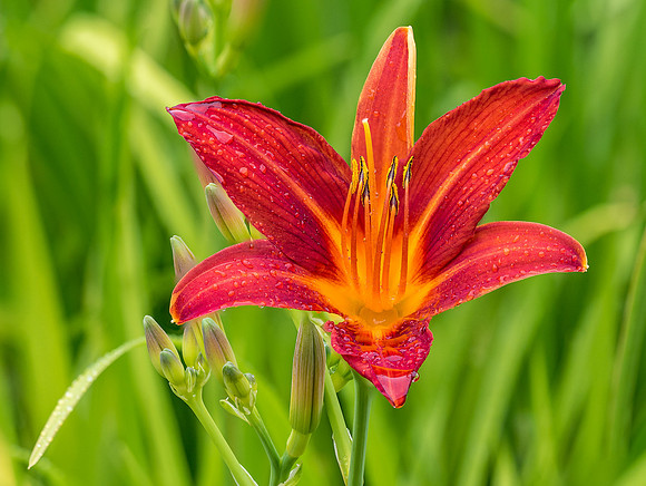 Day Lily