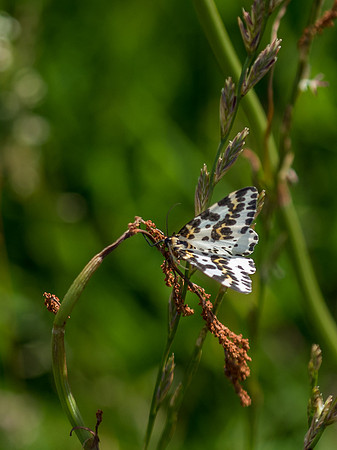 Peppered Moth