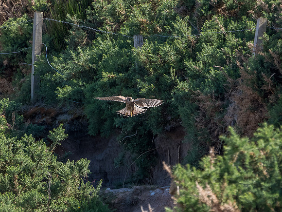 Kestrel (Falco tinnunculus)