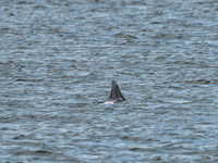 Bottlenose Dolphins (Tursiops truncatus)