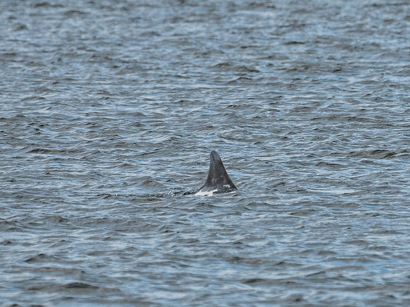 Bottlenose Dolphins (Tursiops truncatus)