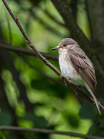 Spotted Flycatcher (Muscicapa striata)