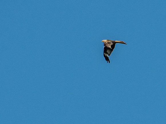 Red Kite (Milvus milvus)