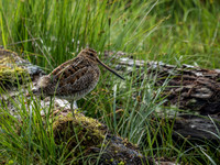Snipe (Gallinago gallinago)