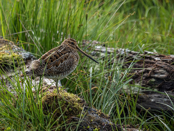 Snipe (Gallinago gallinago)