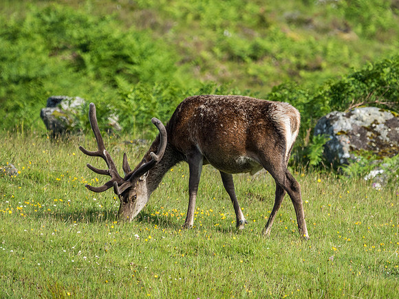 Red Deer (Cervus elaphus)