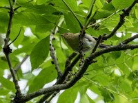 Willow Warbler (Phylloscopus trochilus)