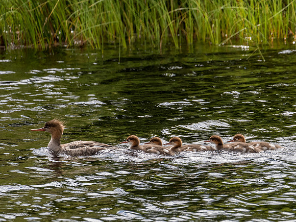 Female Red-breasted Merganser (Mergus serrator)