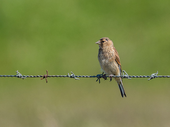 Bird on a Wire