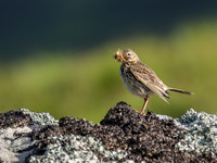 Meadow Pipit (Anthus pratensis)