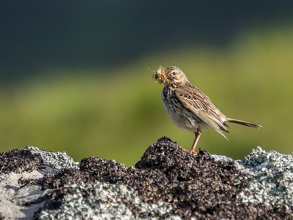 Meadow Pipit (Anthus pratensis)