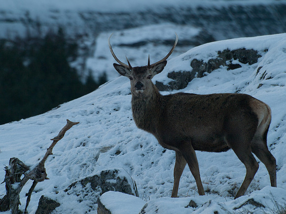 20110108-Mullardoch-P1080133