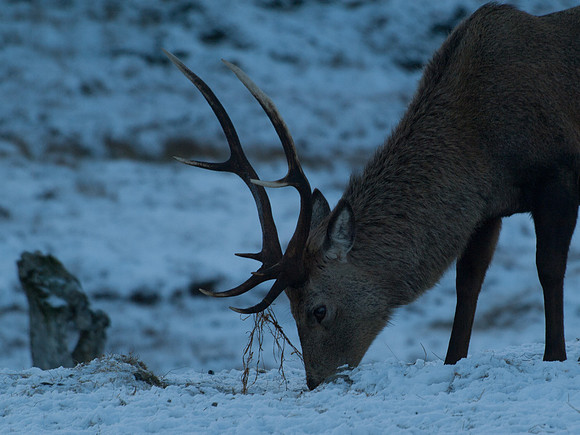 20110108-Mullardoch-P1080138