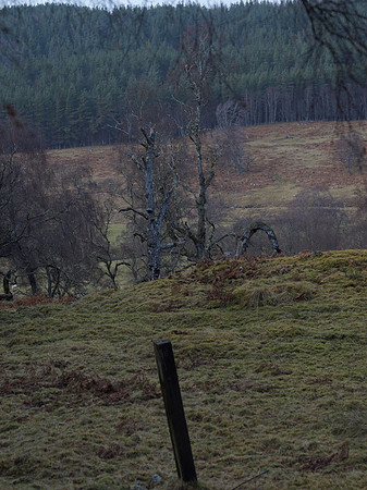 20110130-Corrimony-P1300345