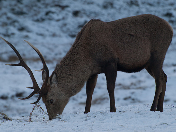 20110108-Mullardoch-P1080139