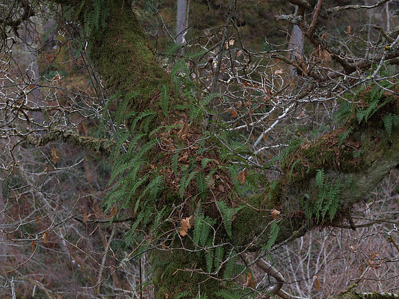 20110130-Corrimony-P1300319