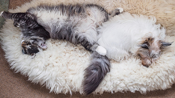 Fighting Like Cat and Dog