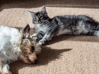20160807-Pets-EM520085