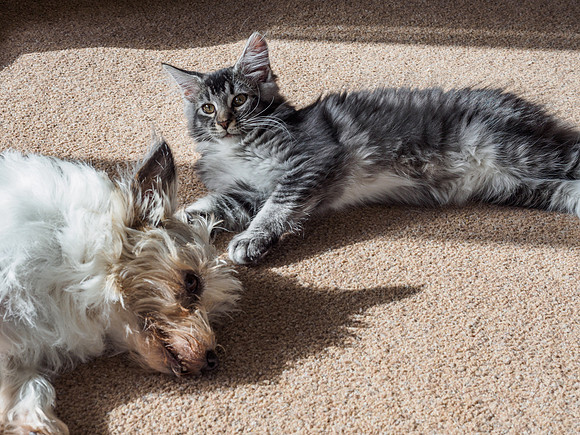20160807-Pets-EM520085