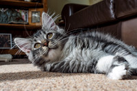 20160807-Pets-EM520082