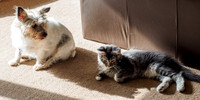 20160807-Pets-EM520061