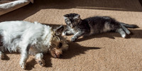 20160807-Pets-EM520084