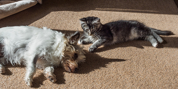 20160807-Pets-EM520084