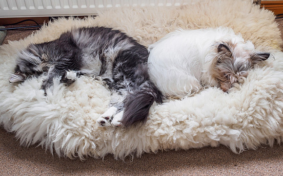 Fighting Like Cat and Dog