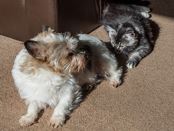 20160807-Pets-EM520064