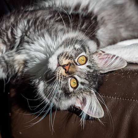 20161001-Pets-EM520116