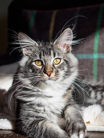 20161001-Pets-EM520121
