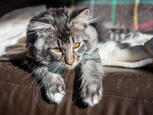20161001-Pets-EM520125