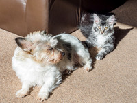 20160807-Pets-EM520066