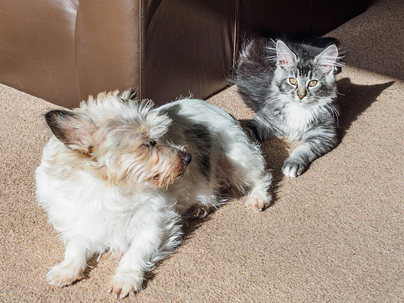 20160807-Pets-EM520066