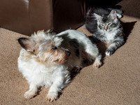 20160807-Pets-EM520069