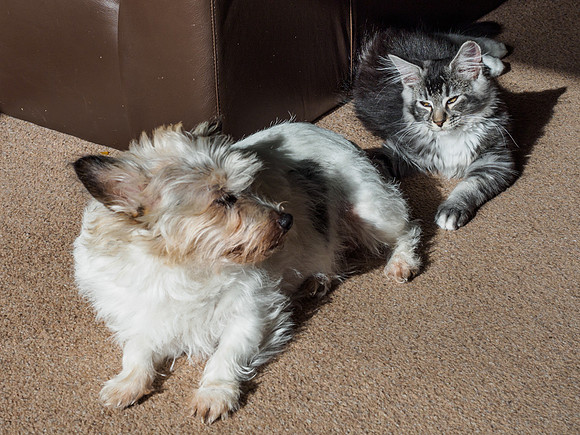 20160807-Pets-EM520069