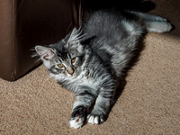 20160807-Pets-EM520072