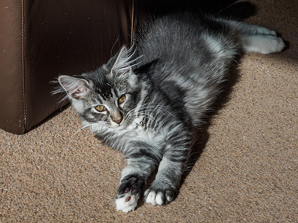 20160807-Pets-EM520072