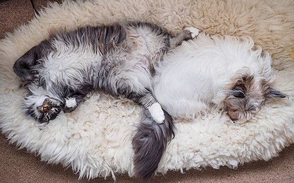 Fighting Like Cat and Dog