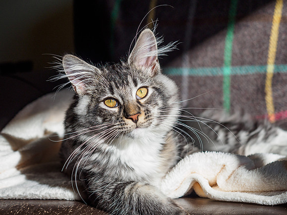 20161001-Pets-EM520120