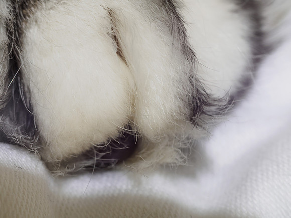 Paws For Thought