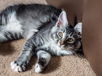 20160807-Pets-EM520087